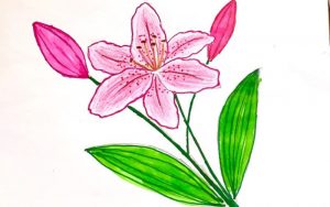 Cách vẽ hoa ly hoa loa kèn