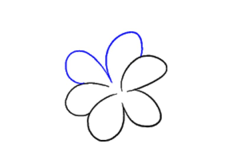 Cách tạo khung để vẽ hoa ly hoa loa kèn cho cánh các cánh còn lại