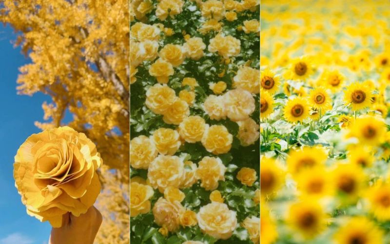 Màu vàng cùng của các loại hoa rực rỡ dùng làm hình nền