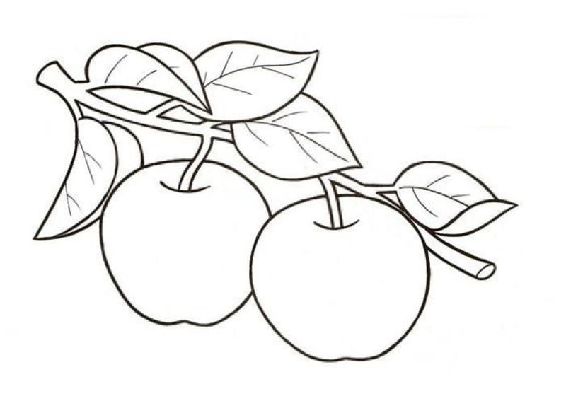 Quả táo còn ngắn trên cây cùng với lá
