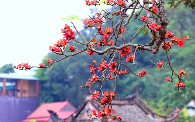 Hoa gạo trên cao nguyên đá Hà Giang